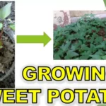 How to Grow Sweet Potato with Updates