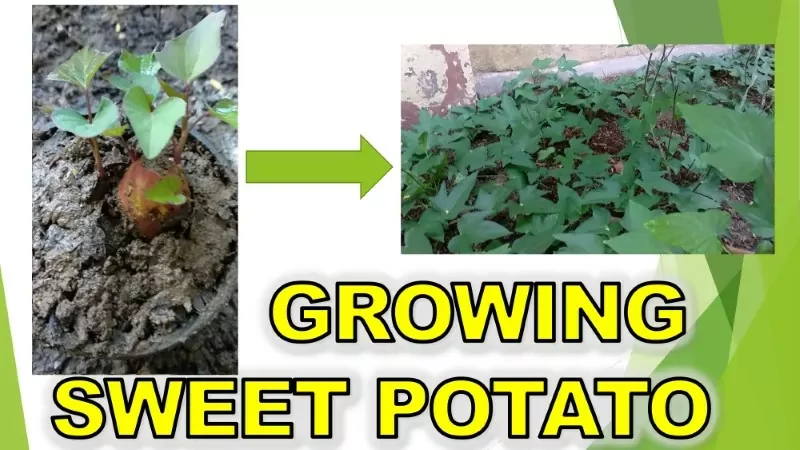 How to Grow Sweet Potato with Updates