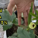 How To Grow Okra Lady Finger Bhindi in Pot