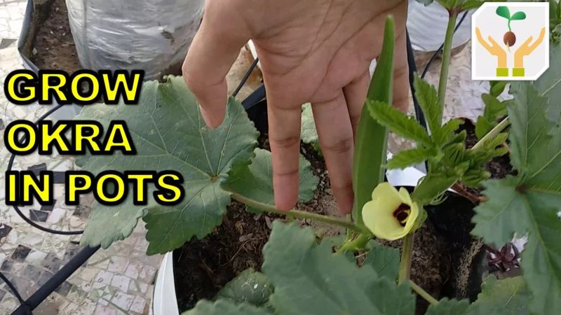 How To Grow Okra/Lady’s Finger/Bhindi in Pot