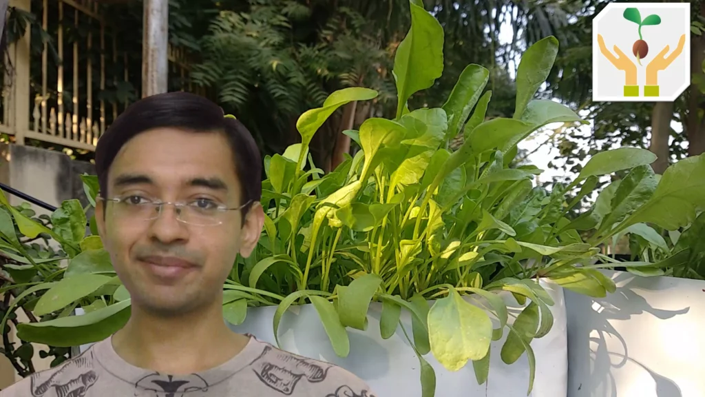 How To Grow Spinach At Home