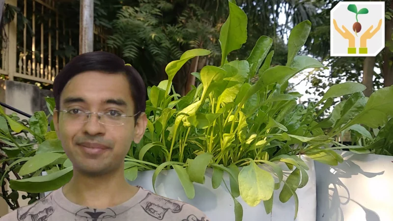 How To Grow Spinach / Palak At Home