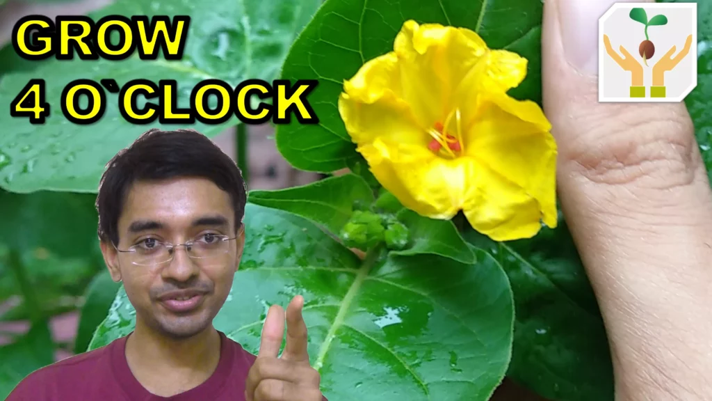 How to Grow 4 O Clock from Seeds