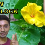 How to Grow 4 O Clock from Seeds