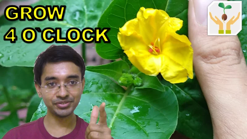 How to Grow 4 O’Clock Mirabilis Jalapa from Seeds
