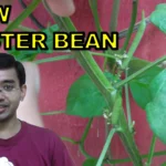 How to Grow Cluster Beans from Seeds