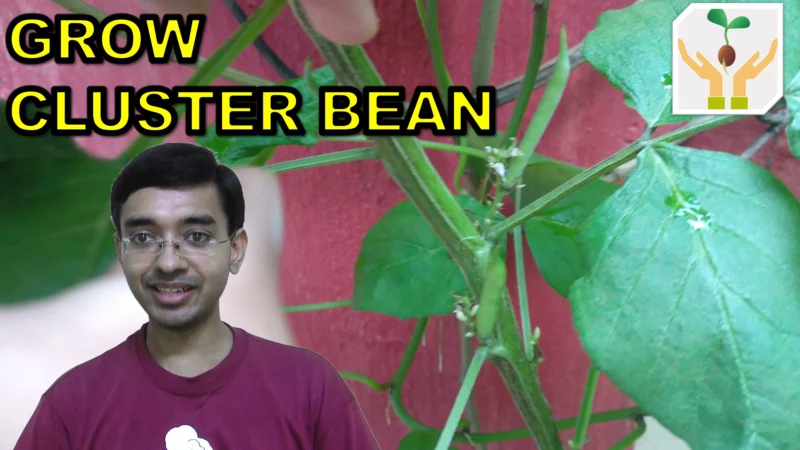 How to Grow Cluster Bean / Guar from Seeds in Container