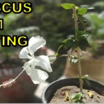 How to Grow Hibiscus from Cuttings