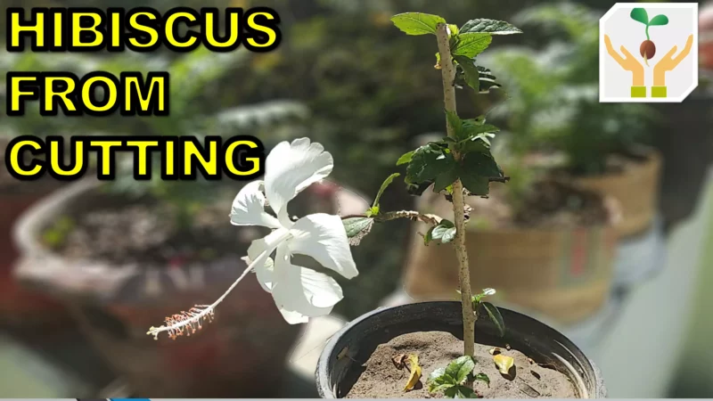 How to Grow Hibiscus from Cuttings with Updates