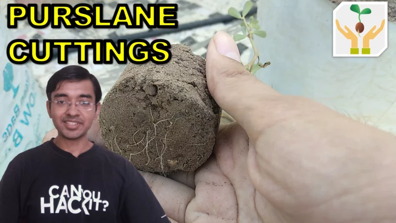 How to Grow Purslane From Cuttings