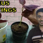 How to grow Coleus from Cuttings