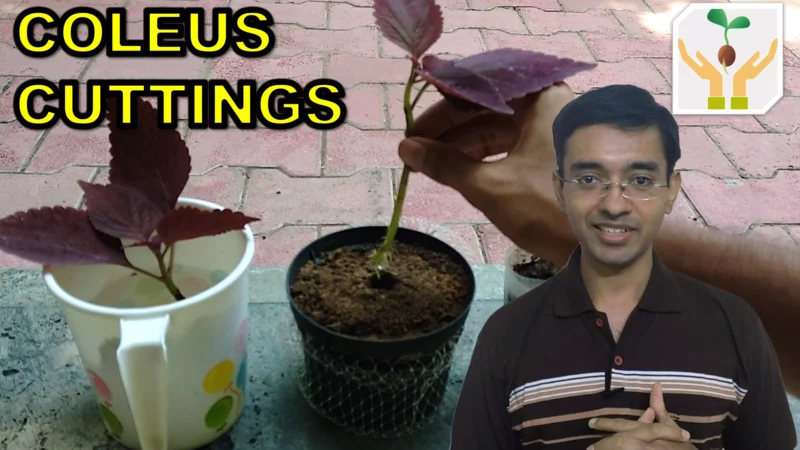 How to Grow Coleus from Cuttings Water Propagation