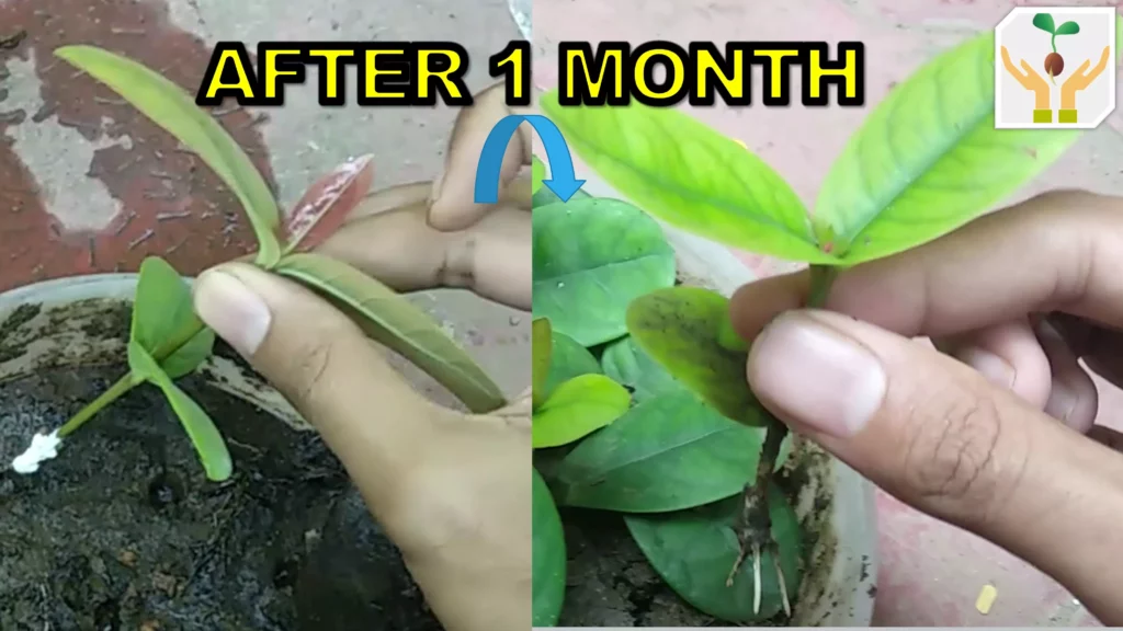 How to grow Ixora plant from cuttings