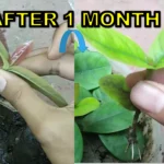 How to grow Ixora plant from cuttings