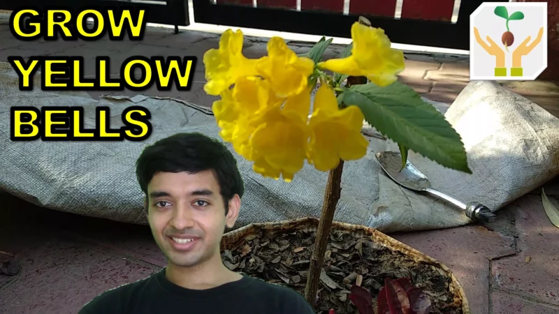 How to Grow Yellow Bells / Tecoma Stans from Cutting