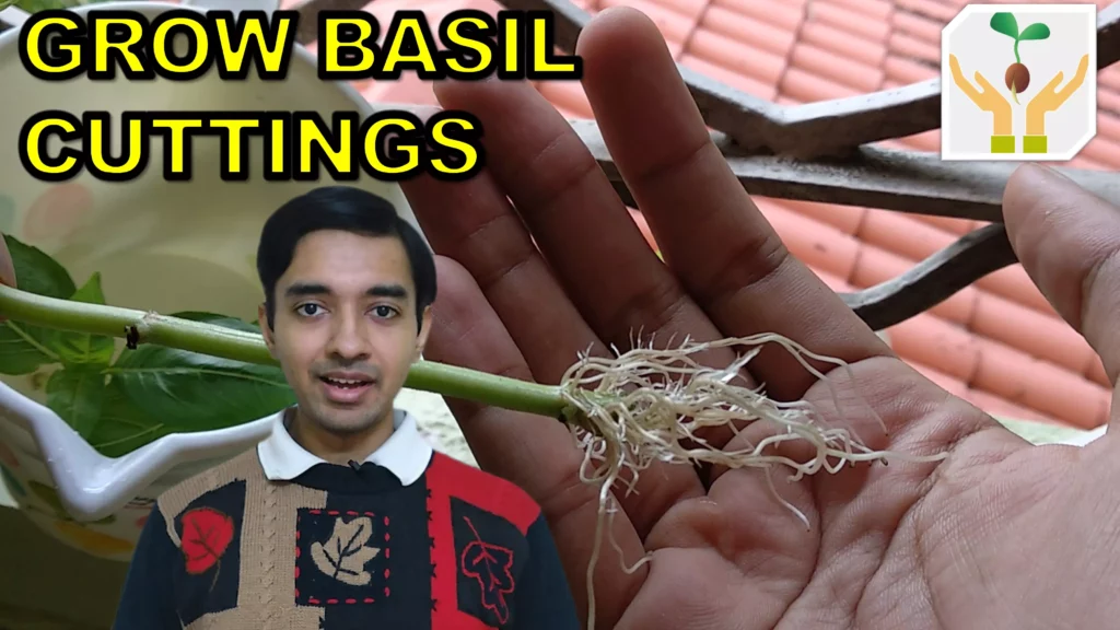 How to grow basil from cuttings