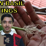 How to grow basil from cuttings