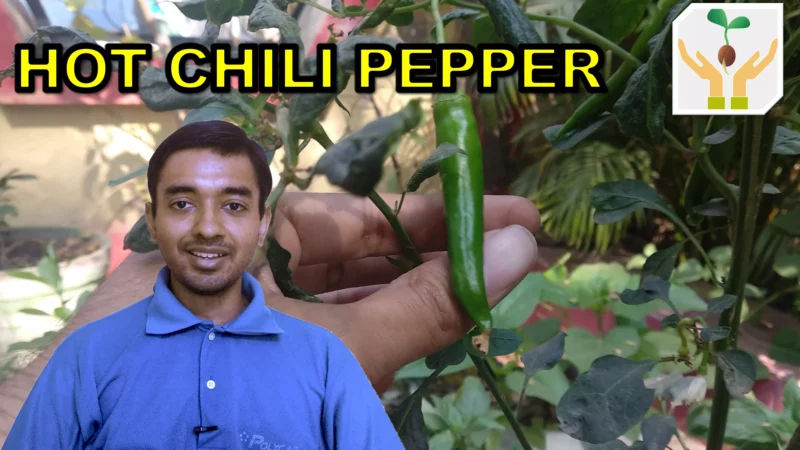 How to Grow Hot Chili Pepper from Seeds