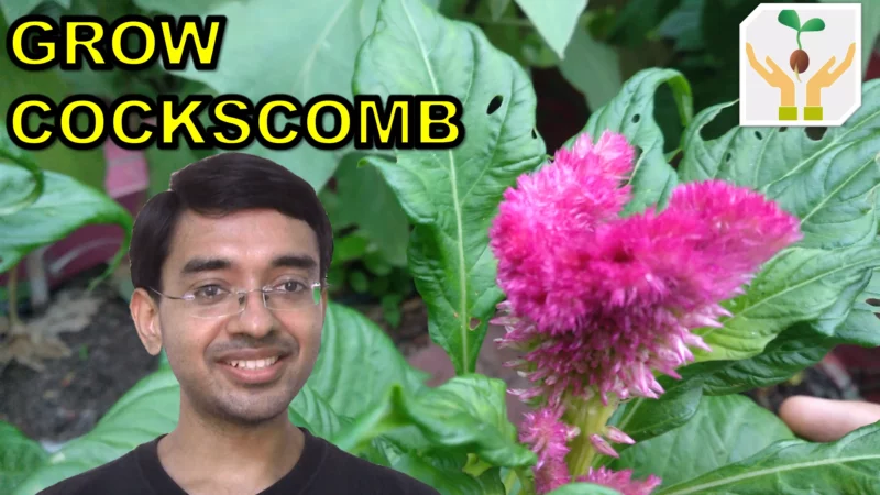 How to Grow Cockscomb / Celosia from Seeds