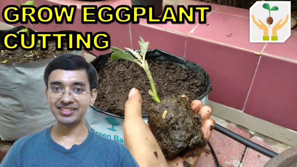 How to grow eggplant from cutting