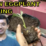 How to grow eggplant from cutting
