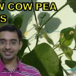 How to grow cow pea from seeds