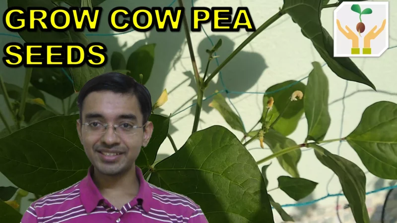 How to Grow Cowpea Plant in Containers at Home