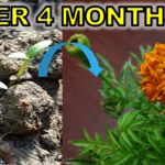 How to grow marigold from seeds