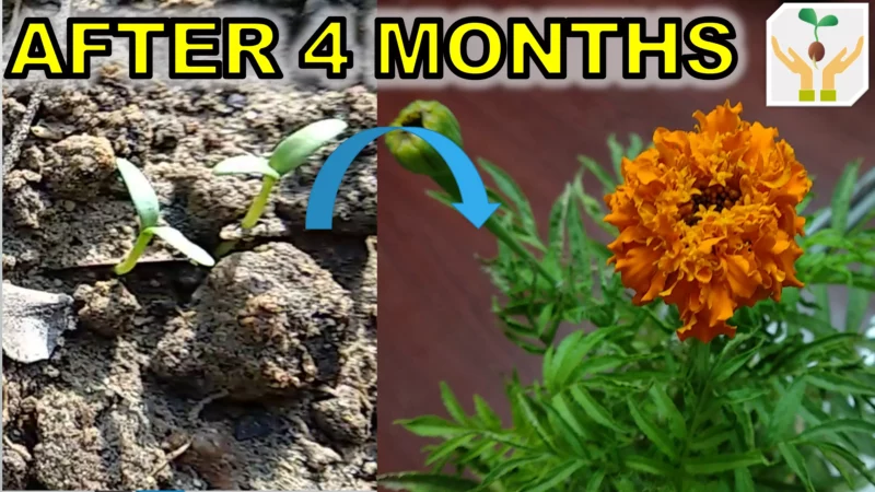 How to Grow Marigold from Seeds with Updates