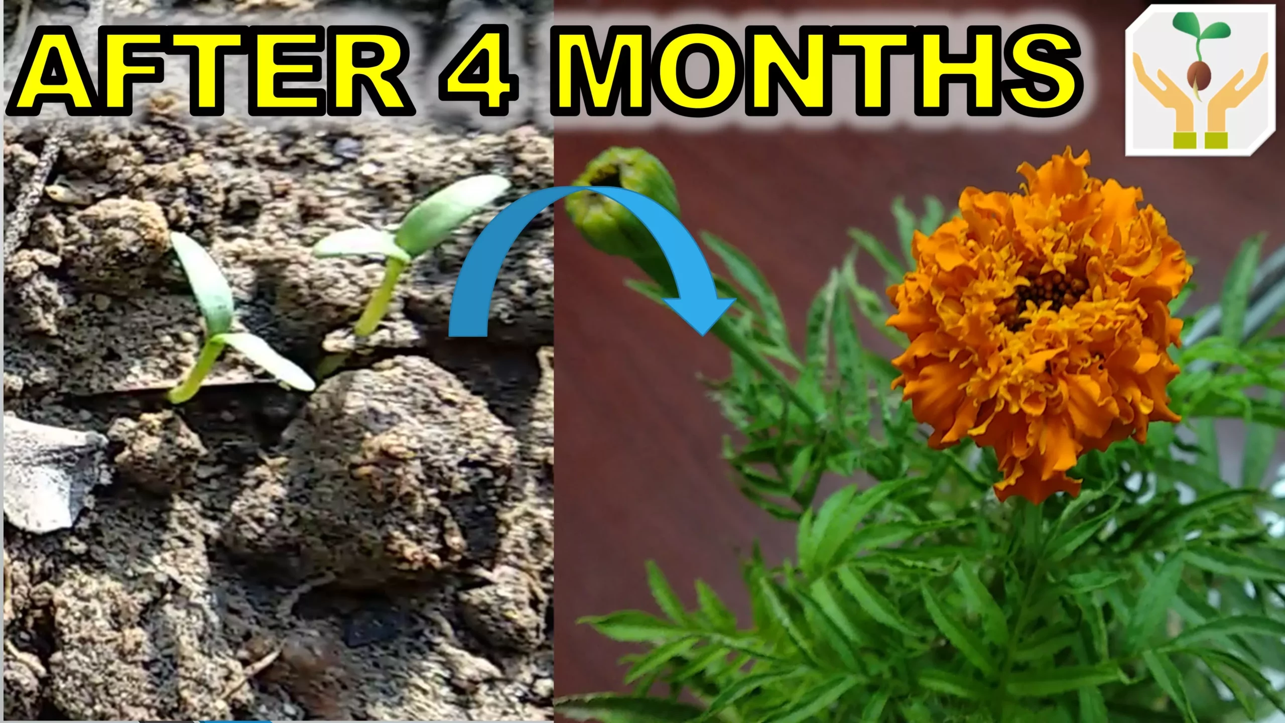 How To Grow Marigold From Seeds With Updates Plantsmylove How To Grow Marigold From Seeds With Updates Plantsmylove