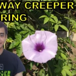 How to propagate railway creeper by layering