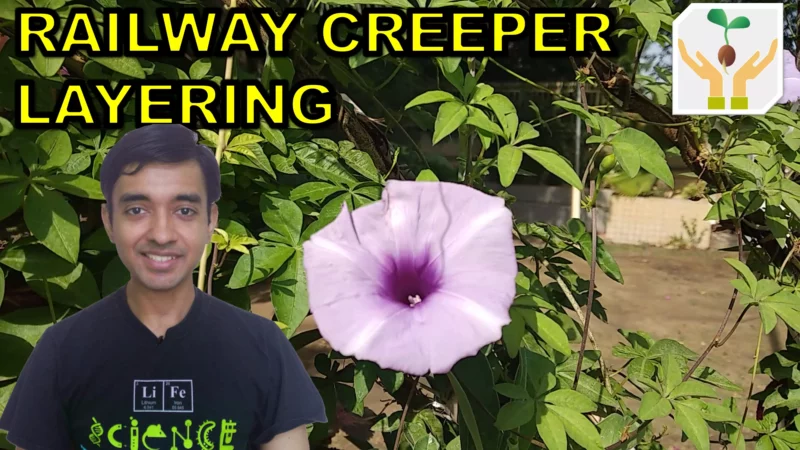 How to Grow Railway Creeper from Layering