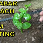 How to propogate Malabar Spinach From Cuttings