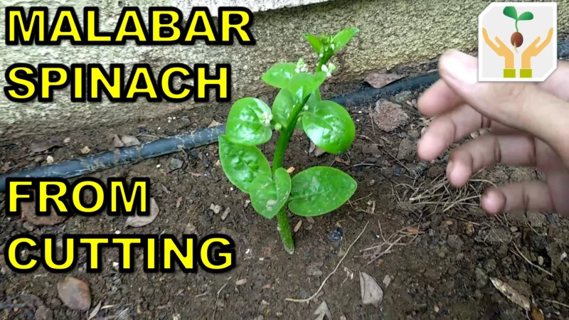 How to Grow Malabar Spinach From Cuttings