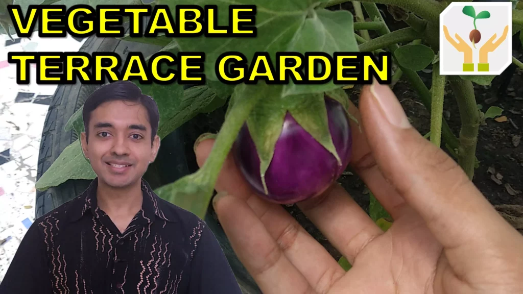 Rainy Seasson Vegtable Terrace Garden Tour