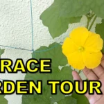 Terrace Garden Tour