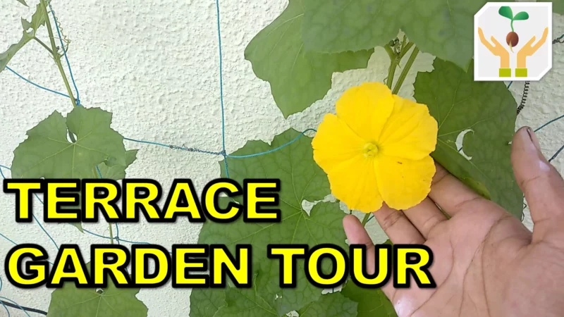 My Small Terrace Garden Tour