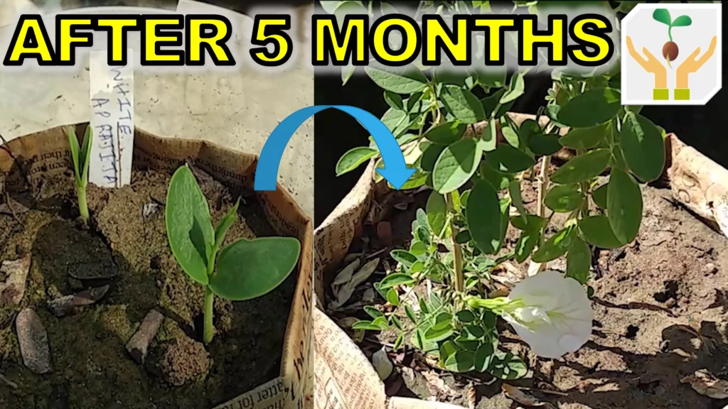 grow butterfly pea flower blue ternate from seed