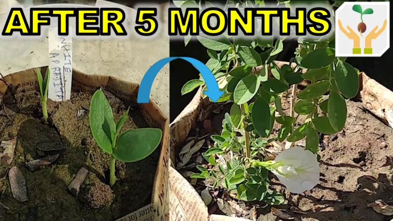Grow Butterfly Pea Flower/ Blue Ternate from Seed with Updates