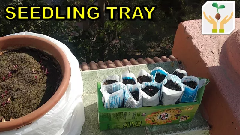 DIY Seedling Tray