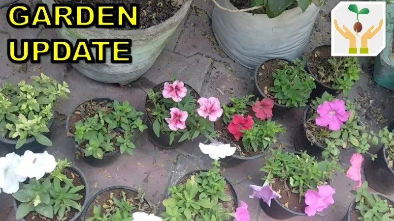 Garden Update DIY Projects Plant Growth Tips