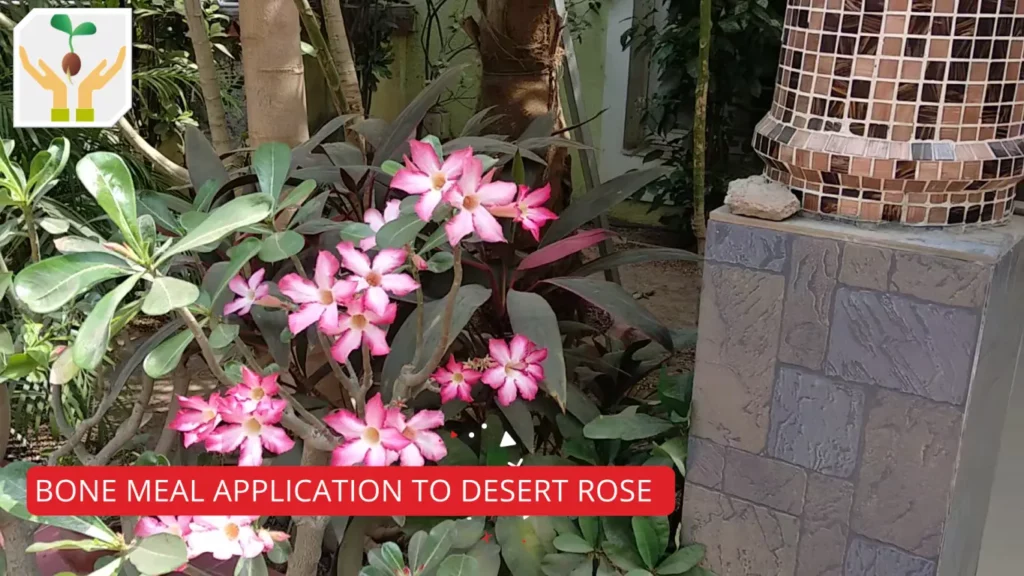 Desert Rose Plant in Full Bloom