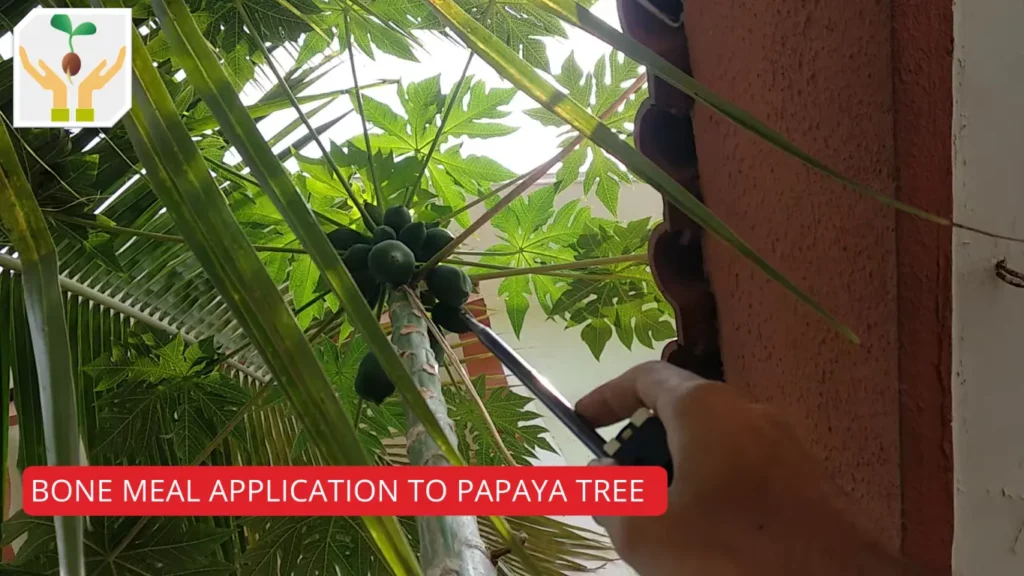 Organic Self Seeded Papaya Tree Loaded With Fruits