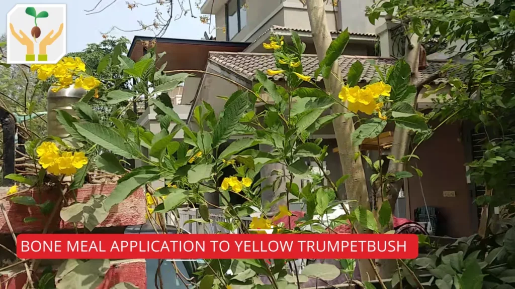 1 Yellow Trumpetbush Plant Grown from Cutting with Multiple Blooms