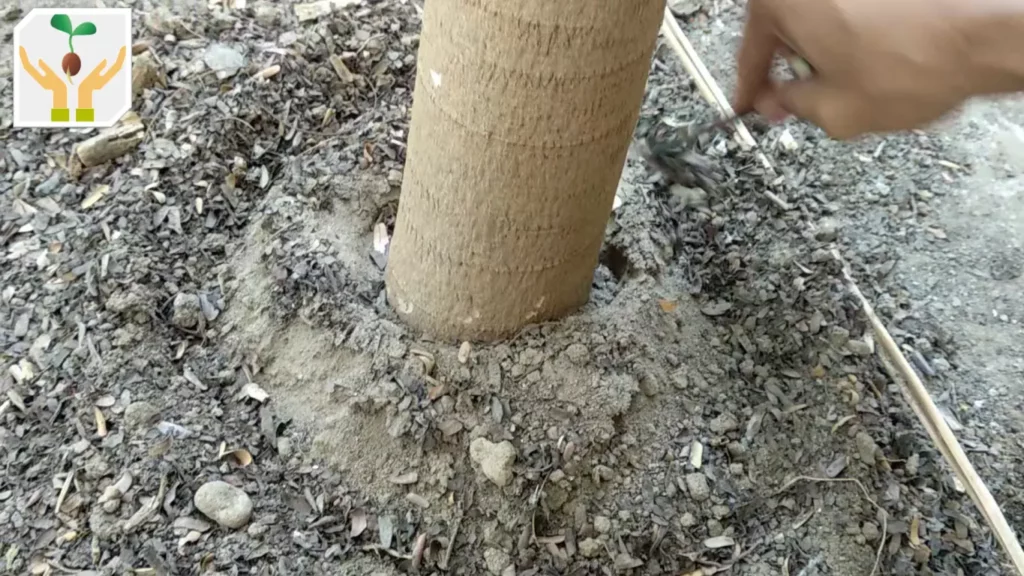 Dig a trench around the papaya tree