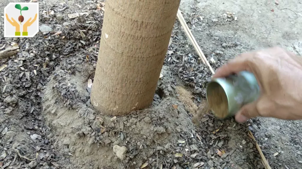 Add 2-3 Table spoons of bone meal inside the trench in the root zone