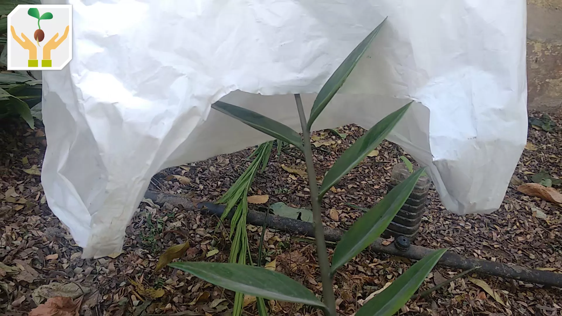 Use a Plastic Bag as Humidity Dome