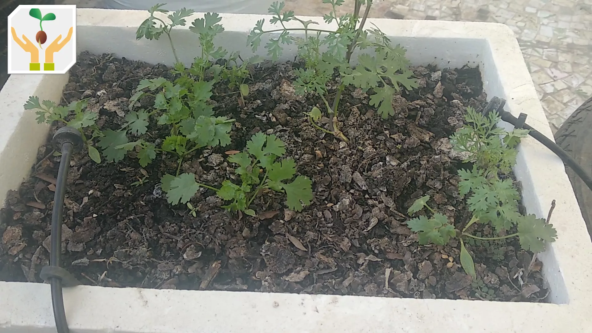 Mature Coriander Plant After 2 Months