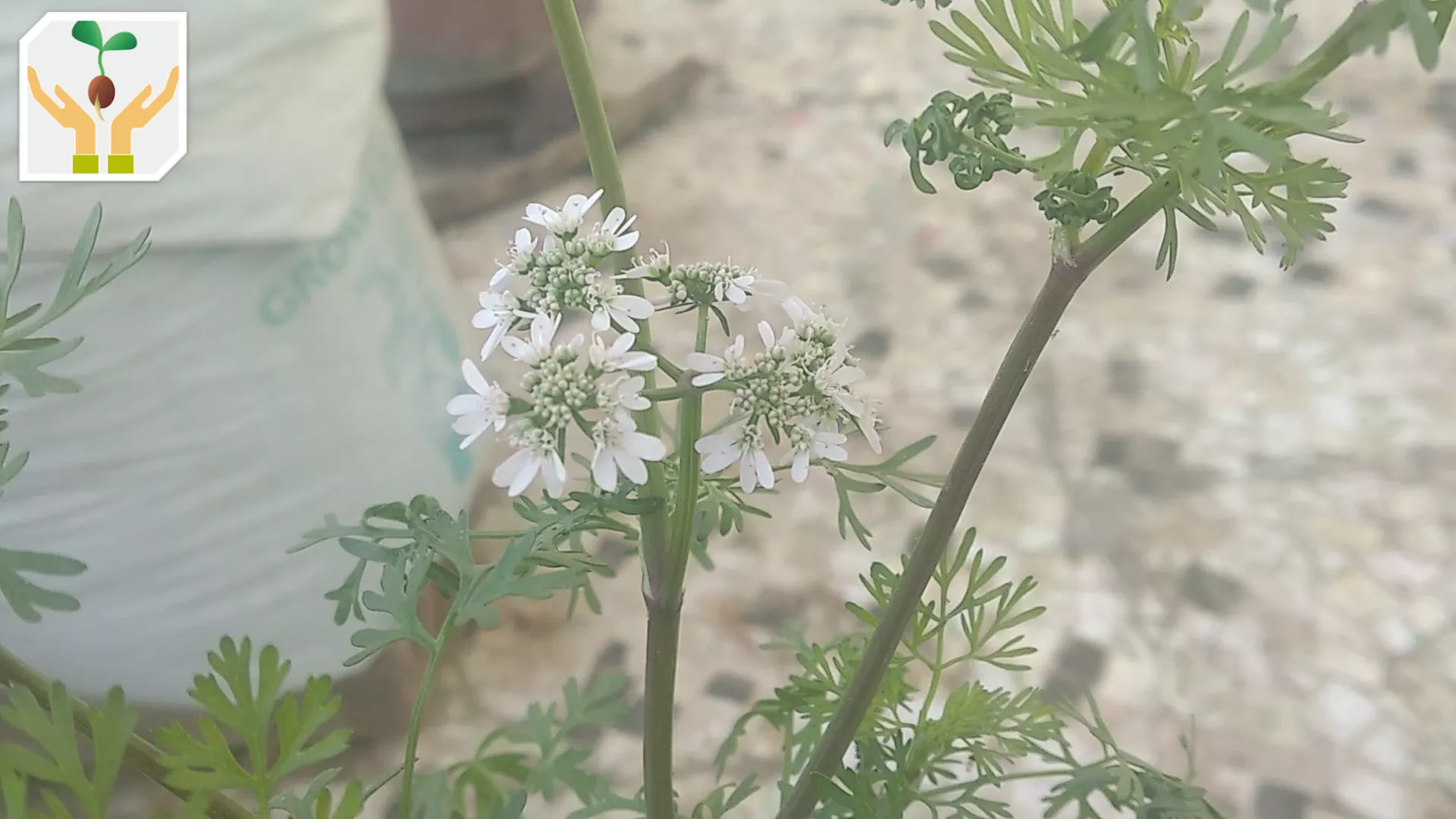 Coriander Flower Blooms