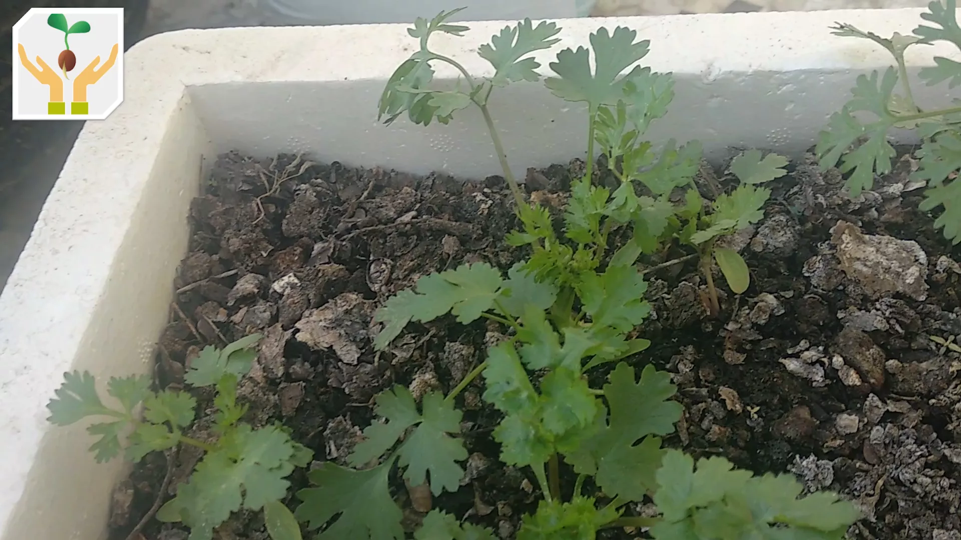 Provided 2 Harvests of Coriander Leaves